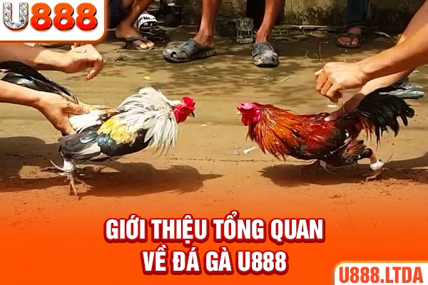 Giới thiệu tổng quan về đá gà U888