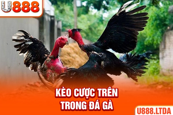 Kèo cược cửa trên trong đá gà trực tiếp
