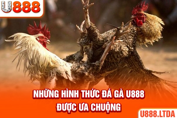 Những hình thức đá gà U888 được ưa chuộng