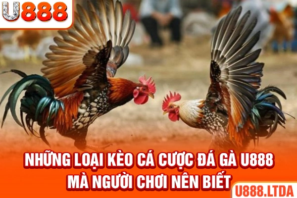 Những kèo cá cược đá gà tại u888 mà người chơi nên biết